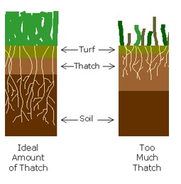 thatch soil compaction lawn care